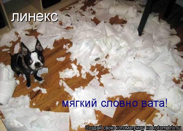 Котоматрица: линекс мягкий словно вата!