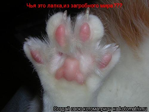 Котоматрица: Чья это лапка,из загробного мира???