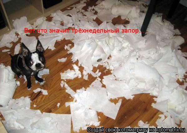 Котоматрица: Вот что значит трёхнедельный запор...