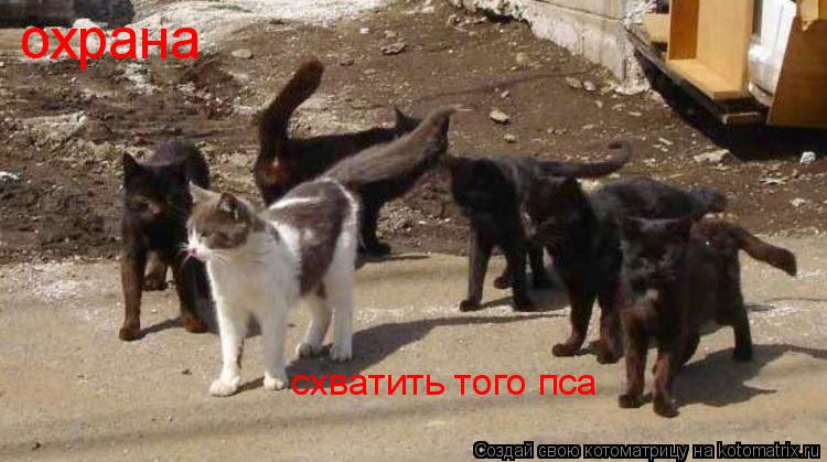 Котоматрица: охрана  схватить того пса