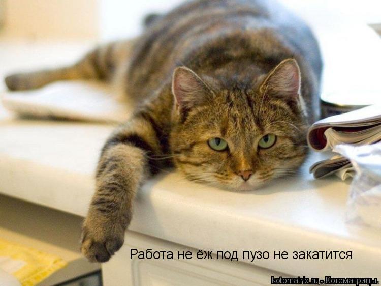 Котоматрица: Работа не ёж под пузо не закатится