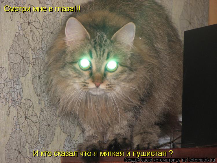 Котоматрица: И кто сказал что я мягкая и пушистая ? Смотри мне в глаза!!!