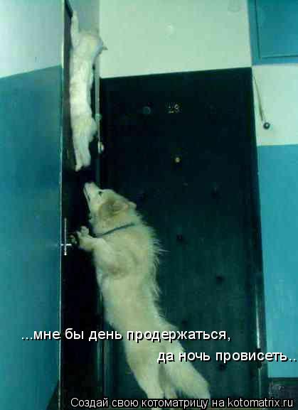 ...мне бы день продержаться, да ночь провисеть...... Котоматрица: ...мне бы день продержаться, да ночь провисеть...