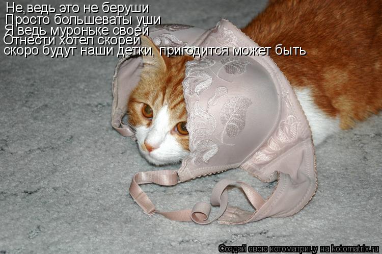 Не,ведь это не беруши Просто большеваты уши Я ведь муроньке своей Отнести хотел скорей скоро будут на... Котоматрица: Не,ведь это не беруши Просто большеваты уши Я ведь муроньке своей Отнести хотел скорей скоро будут наши детки, пригодится может быть