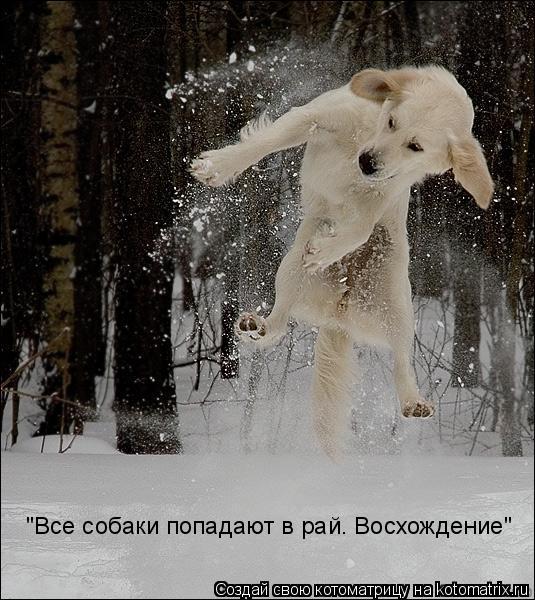 "Все собаки попадают в рай. Восхождение"... Котоматрица: "Все собаки попадают в рай. Восхождение"