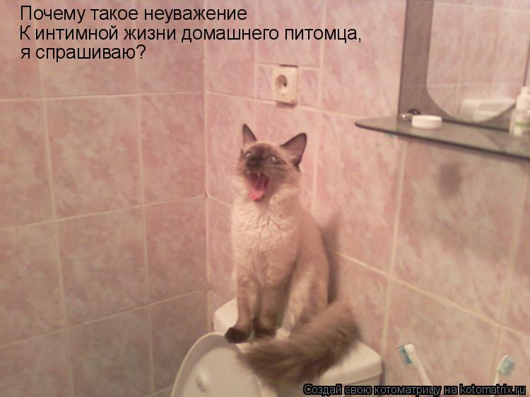 Котоматрица: Почему такое неуважение К интимной жизни домашнего питомца, я спрашиваю?