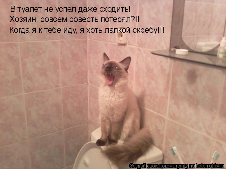 Котоматрица: В туалет не успел даже сходить!  Хозяин, совсем совесть потерял?!! Когда я к тебе иду, я хоть лапкой скребу!!!