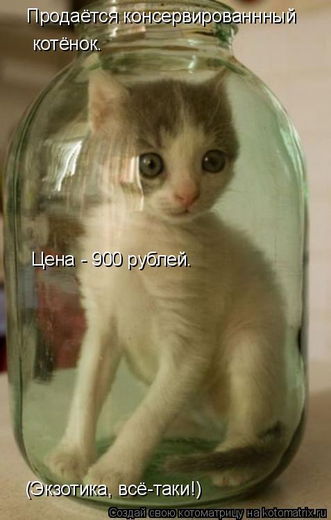 Котоматрица: Продаётся консервированнный  котёнок. Цена - 900 рублей. (Экзотика, всё-таки!)