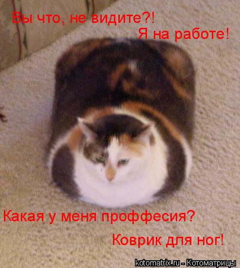 Котоматрица: Вы что, не видите?! Я на работе! Какая у меня проффесия? Коврик для ног!