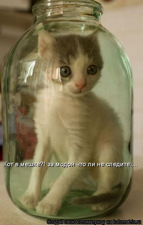 Котоматрица: Кот в мешке?! за модой что ли не следите....