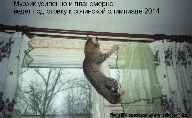 Котоматрица: Мурзик усиленно и планомерно ведет подготовку к сочинской олимпиаде 2014