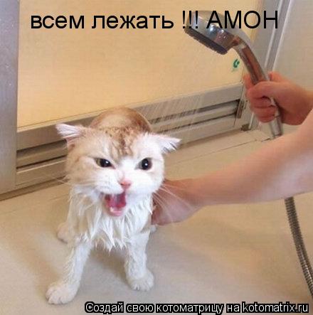 Котоматрица: всем лежать !!! АМОН