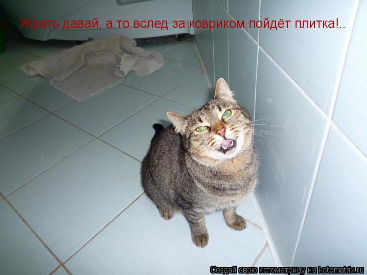 Котоматрица: Жрать давай, а то вслед за ковриком пойдёт плитка!..