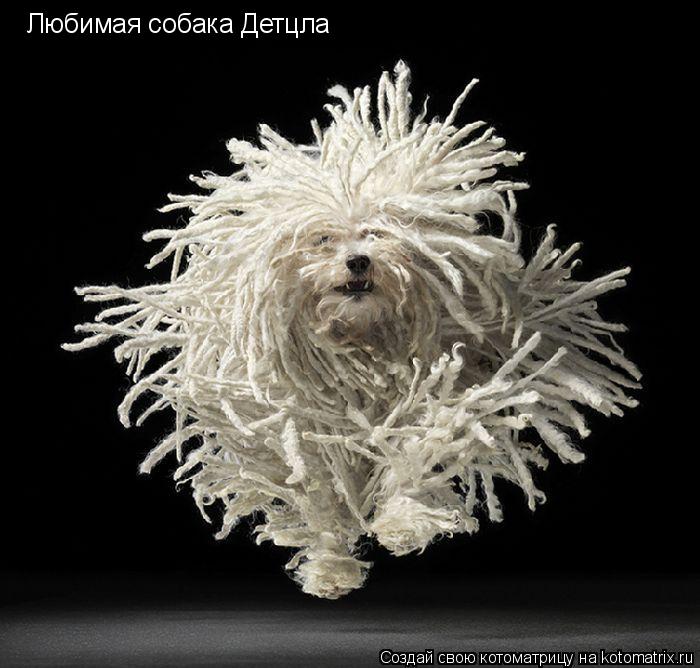 Любимая собака Детцла... Котоматрица: Любимая собака Детцла