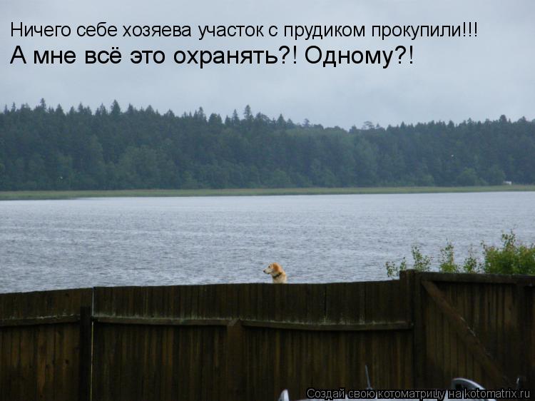 Ничего себе хозяева участок с прудиком прокупили!!! А мне всё это охранять?! Одному?!... Котоматрица: Ничего себе хозяева участок с прудиком прокупили!!! А мне всё это охранять?! Одному?!