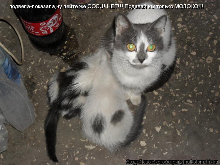 подвела-показала,ну пейте же COCU! НЕТ!!! Подавай им только МОЛОКО!!!... Котоматрица: подвела-показала,ну пейте же COCU! НЕТ!!! Подавай им только МОЛОКО!!!