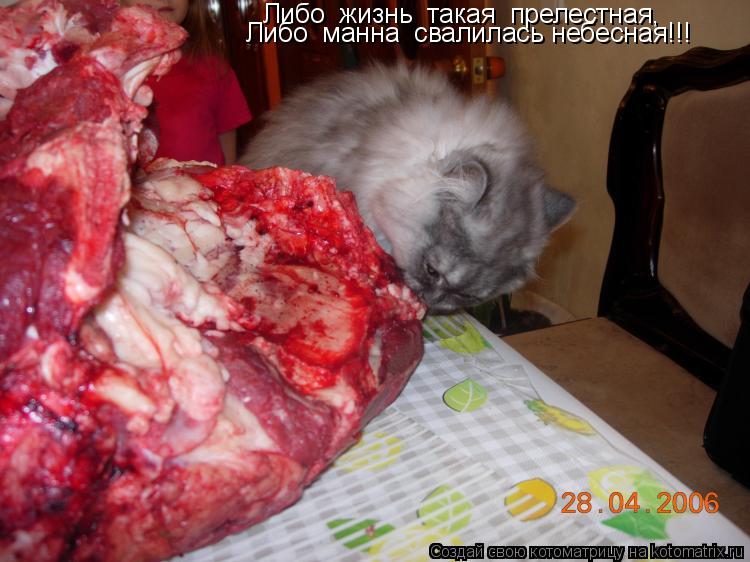 Либо жизнь такая прелестная, Либо манна свалилась небесная!!!... Котоматрица: Либо жизнь такая прелестная, Либо манна свалилась небесная!!!