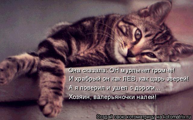 Она сказала: ОН мурлычет громче! И храбрый он как ЛЕВ, как царь зверей! А я поверил и ушел с дороги..... Котоматрица: Она сказала: ОН мурлычет громче! И храбрый он как ЛЕВ, как царь зверей! А я поверил и ушел с дороги... Хозяин, валерьяночки налей!