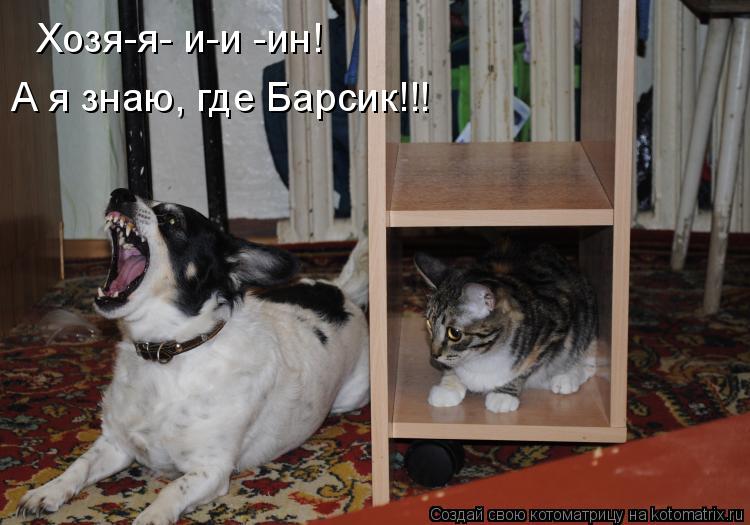 Хозя-я- и-и -ин! А я знаю, где Барсик!!!... Котоматрица: Хозя-я- и-и -ин! А я знаю, где Барсик!!!