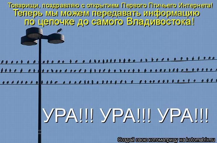 Товарищи, поздравляю с открытием Первого Птичьего Интернета! Теперь мы можем передавать информацию ... Котоматрица: Товарищи, поздравляю с открытием Первого Птичьего Интернета! Теперь мы можем передавать информацию по цепочке до самого Владивостока! УР