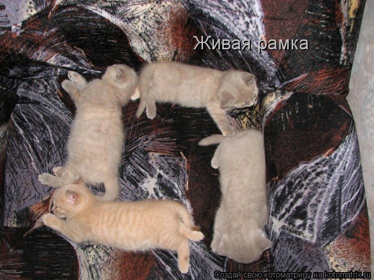 Живая рамка... Котоматрица: Живая рамка