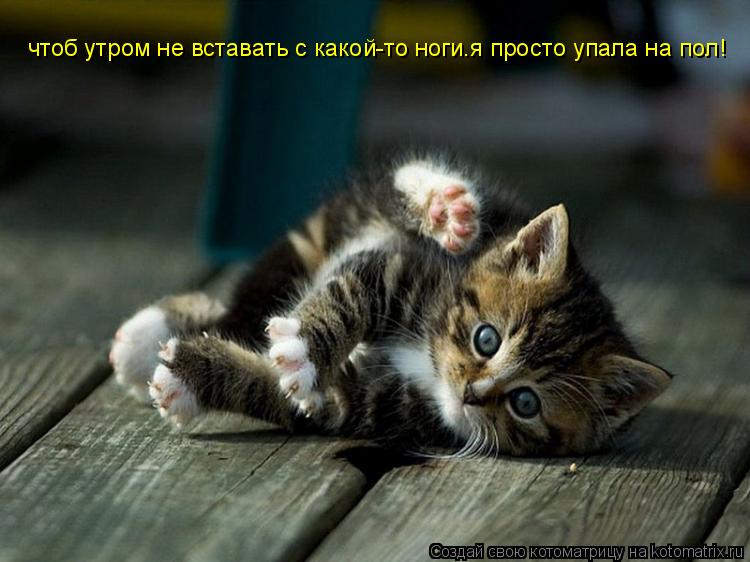 чтоб утром не вставать с какой-то ноги.я просто упала на пол!... Котоматрица: чтоб утром не вставать с какой-то ноги.я просто упала на пол!