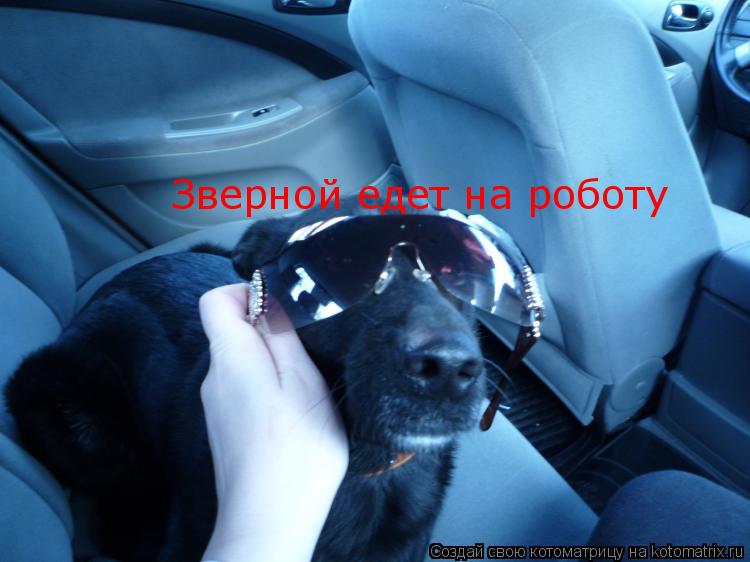 Зверной едет на роботу... Котоматрица: Зверной едет на роботу