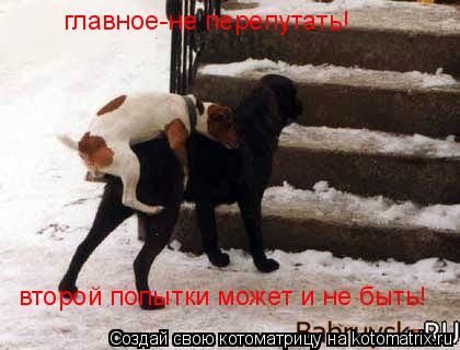 главное-не перепутать! второй попытки может и не быть!... Котоматрица: главное-не перепутать! второй попытки может и не быть!