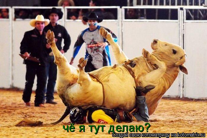 чё я тут делаю?... Котоматрица: чё я тут делаю?