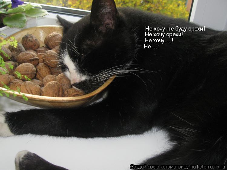 Не хочу, не буду орехи! Не хочу орехи! Не хочу.... ! Не ....... Котоматрица: Не хочу, не буду орехи! Не хочу орехи! Не хочу.... ! Не ....