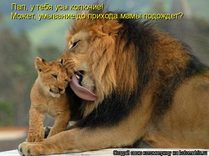 Пап, у тебя усы колючие! Может, умывание до прихода мамы подождет?... Котоматрица: Пап, у тебя усы колючие! Может, умывание до прихода мамы подождет?