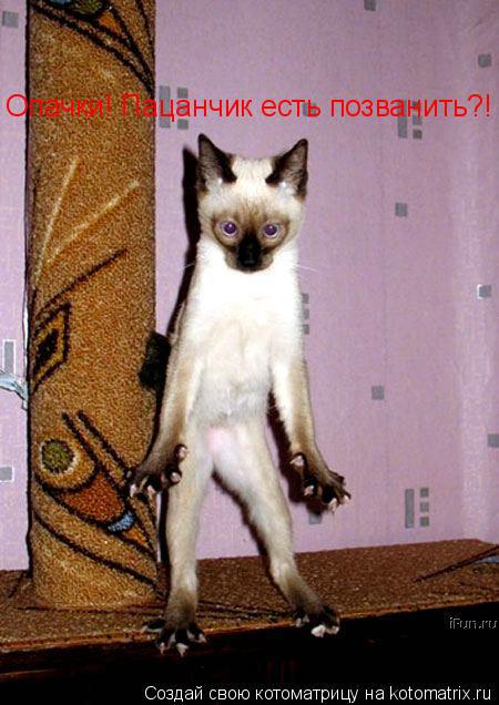 Опачки! Пацанчик есть позванить?!... Котоматрица: Опачки! Пацанчик есть позванить?!