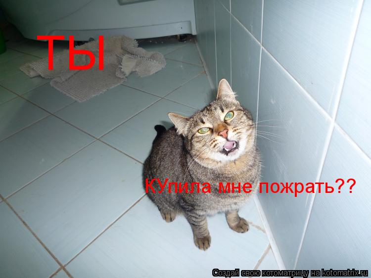 ТЫ КУпила мне пожрать??... Котоматрица: ТЫ КУпила мне пожрать??
