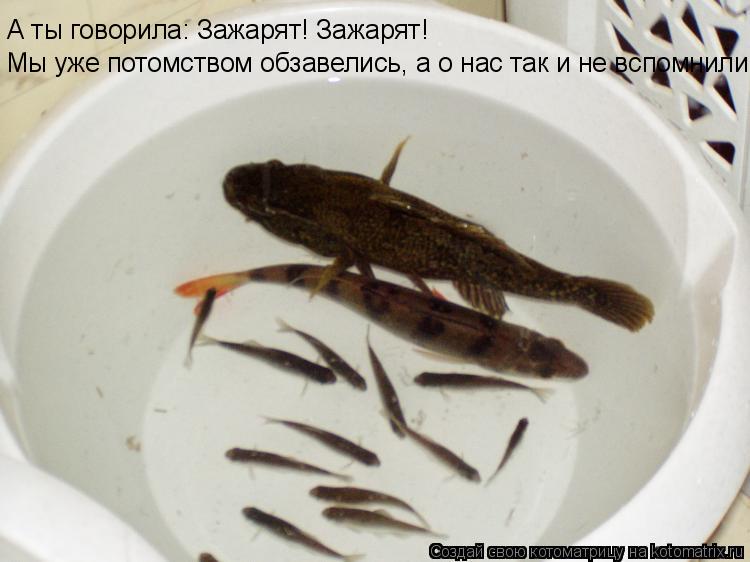 А ты говорила: Зажарят! Зажарят! Мы уже потомством обзавелись, а о нас так и не вспомнили... Котоматрица: А ты говорила: Зажарят! Зажарят! Мы уже потомством обзавелись, а о нас так и не вспомнили