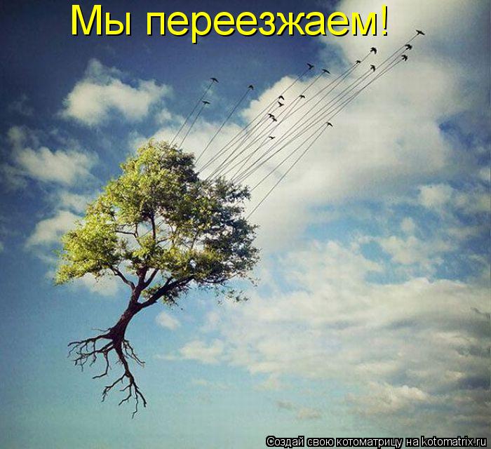 Мы переезжаем!... Котоматрица: Мы переезжаем!
