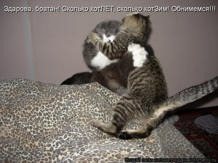 Здарова, братан! Сколько котЛЕТ, сколько котЗим! Обнимемся!!!... Котоматрица: Здарова, братан! Сколько котЛЕТ, сколько котЗим! Обнимемся!!!