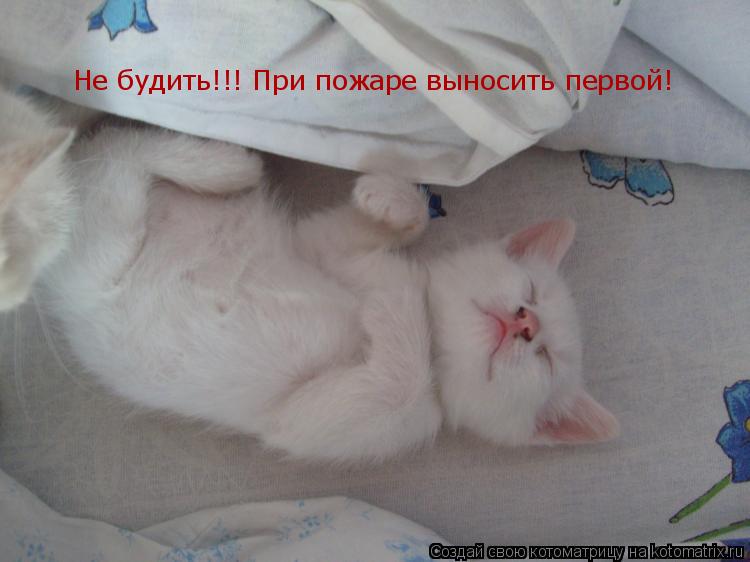 Не будить!!! При пожаре выносить первой!... Котоматрица: Не будить!!! При пожаре выносить первой!