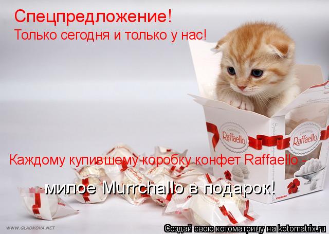 Спецпредложение! Только сегодня и только у нас! Каждому купившему коробку конфет Raffaello - милое Mu... Котоматрица: Спецпредложение! Только сегодня и только у нас! Каждому купившему коробку конфет Raffaello - милое Murrchallo в подарок!