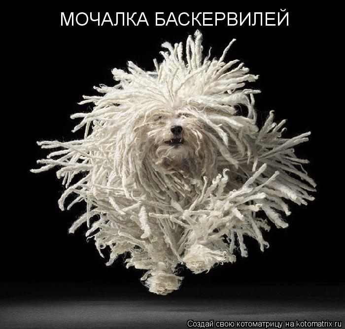 МОЧАЛКА БАСКЕРВИЛЕЙ... Котоматрица: МОЧАЛКА БАСКЕРВИЛЕЙ
