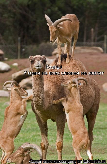 Козлы! У меня на всех слюней не хватит... Котоматрица: Козлы! У меня на всех слюней не хватит