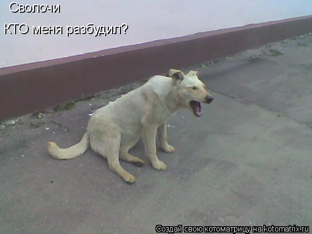 Сволочи КТО меня разбудил?... Котоматрица: Сволочи КТО меня разбудил?