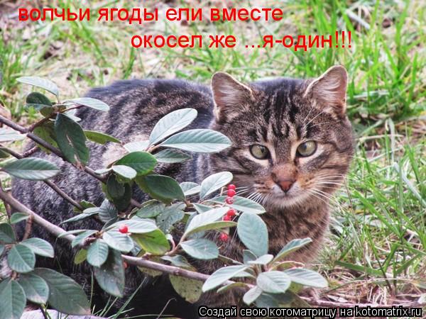 волчьи ягоды ели вместе окосел же ...я-один!!!... Котоматрица: волчьи ягоды ели вместе окосел же ...я-один!!!