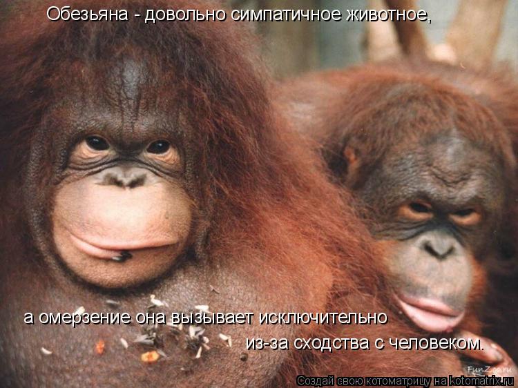 Обезьяна - довольно симпатичное животное, а омерзение она вызывает исключительно из-за сходства с ч... Котоматрица: Обезьяна - довольно симпатичное животное, а омерзение она вызывает исключительно из-за сходства с человеком.
