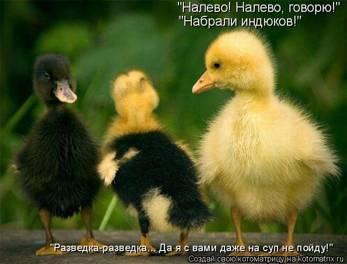 "Налево! Налево, говорю!" "Набрали индюков!" "Разведка-разведка... Да я с вами даже на суп не пойду!... Котоматрица: "Налево! Налево, говорю!" "Набрали индюков!" "Разведка-разведка... Да я с вами даже на суп не пойду!"