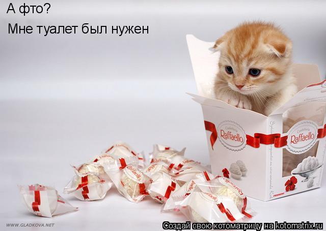 А фто? Мне туалет был нужен... Котоматрица: А фто? Мне туалет был нужен