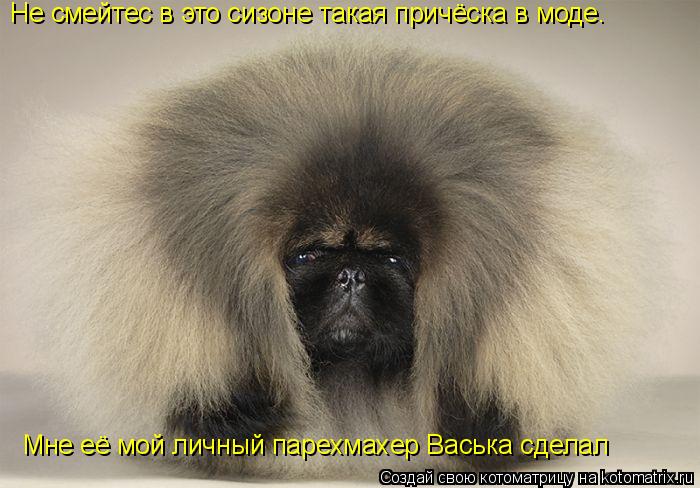 Не смейтес в это сизоне такая причёска в моде. Мне её мой личный парехмахер Васька сделал... Котоматрица: Не смейтес в это сизоне такая причёска в моде. Мне её мой личный парехмахер Васька сделал