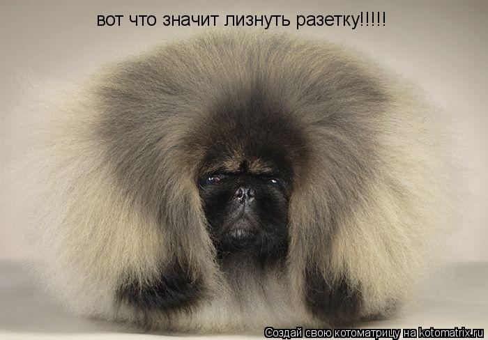 вот что значит лизнуть разетку!!!!!... Котоматрица: вот что значит лизнуть разетку!!!!!