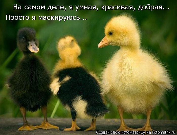 На самом деле, я умная, красивая, добрая... Просто я маскируюсь...... Котоматрица: На самом деле, я умная, красивая, добрая... Просто я маскируюсь...