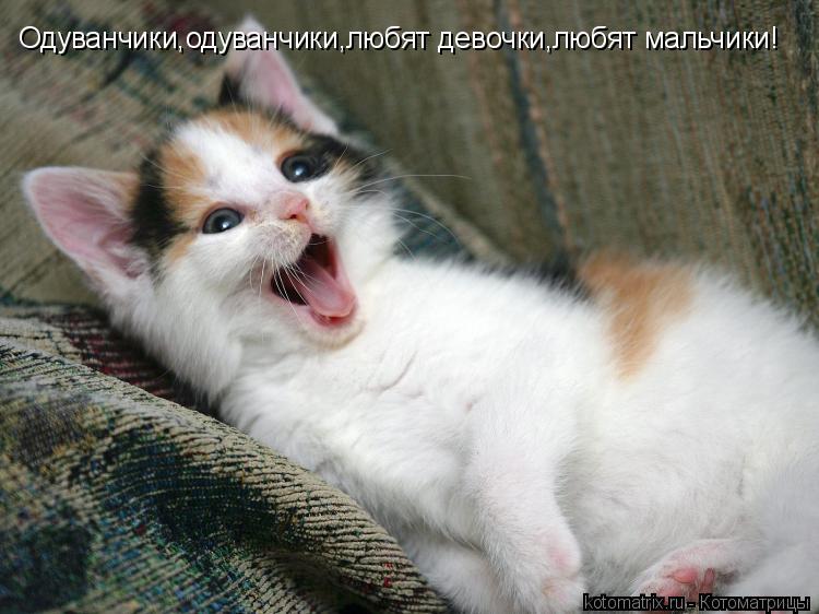 Одуванчики,одуванчики,любят девочки,любят мальчики!... Котоматрица: Одуванчики,одуванчики,любят девочки,любят мальчики!