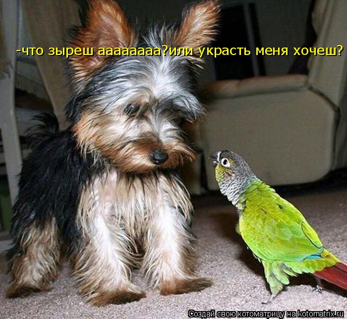 -что зыреш аааааааа?или украсть меня хочеш?... Котоматрица: -что зыреш аааааааа?или украсть меня хочеш?
